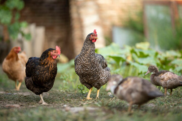 range chicken isolated
