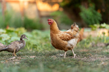 poultry chicken farm isolated. chickens farm.