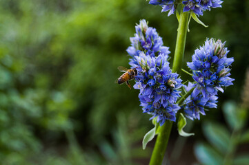Flowers and Wildflowers