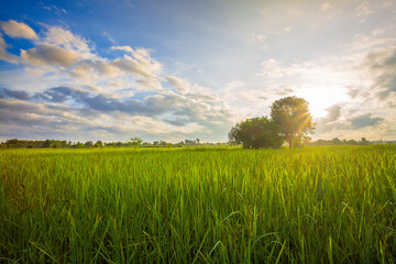 Green rice fild with evening sky 