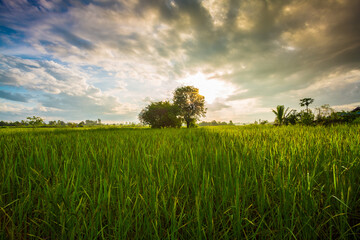 Green rice fild with evening sky 