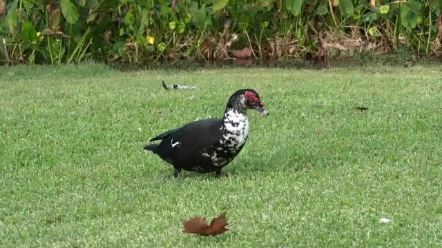 Wild Muscovy Duck walking in park grass; black and white Muscovy Duck with red head, walking on sunny afternoon on the lawn of a park near a tropical pond.
