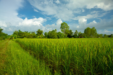 Green rice fild with evening sky 