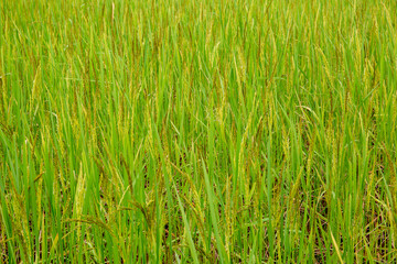 green rice,Rice crop in the sunshine 