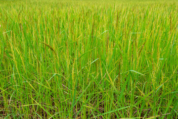 green rice,Rice crop in the sunshine 