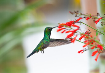 Iridescent male Blue-chinned Sapphire hummingbird, Chlorestes notata, feeding on red Antigua Heath flowers.
