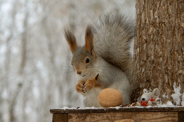 squirrel on a tree