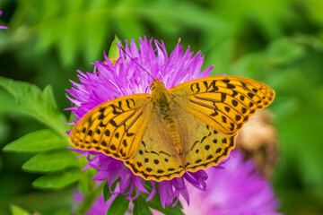 Mother of pearl butterfly on a flower.