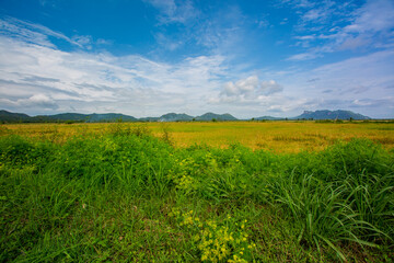 Fototapeta premium Rice field and sky background in the evening at sunset time with sun rays