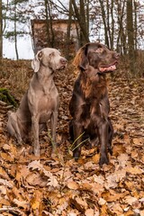 Weimaraner and Brown flat coated retriever in the autumn forest. Happy dogs. Hunting dogs. Hunting dogs sitting in the woods. Autumn hunting.