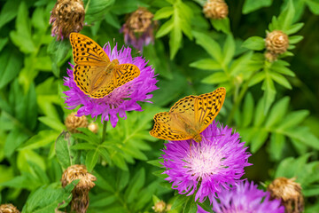 Mother of pearl butterfly on a flower.