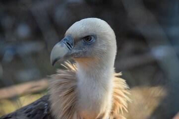 vulture
