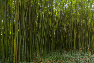 Fototapeta na wymiar bamboo forest in the south of france