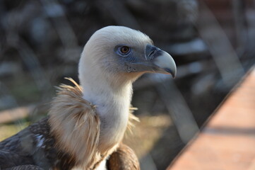 vulture