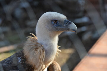 vulture