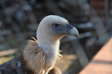 vulture