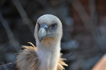 vulture