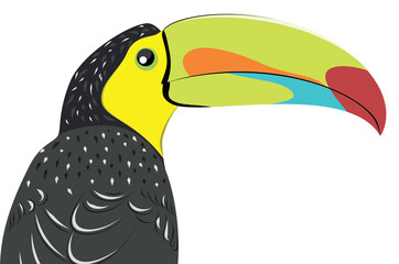 Fototapeta premium Keel billed toucan