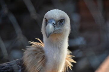 vulture