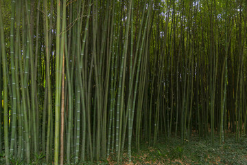 Fototapeta na wymiar bamboo forest in the south of france