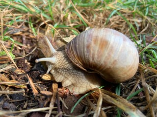 Snail