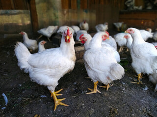 Broiler chicken stands surrounded by other chickens on the farm