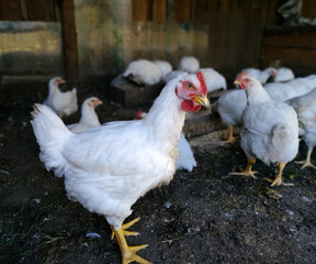 A broiler chicken stands next to other similar hens on the farm