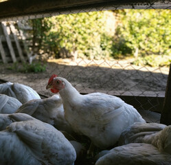 Broiler chicken with a red scallop surrounded by the bodies of other chickens on a sunny background
