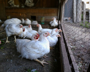 Broiler chickens sit and rest on the farm and look outside through the metal mesh