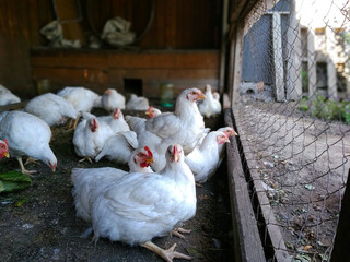 One of the hens is sitting and looking at the camera. Other chickens look through the net into the street