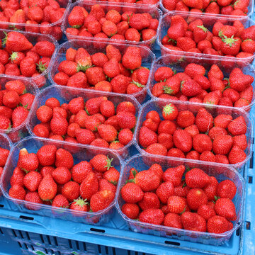 Barquette de fraises	