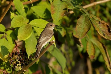 robin on a branch