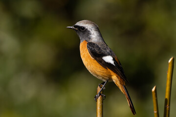 選定された枝の頂点に立つジョウビタキの雄