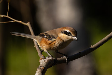 狙いを定めるモズ