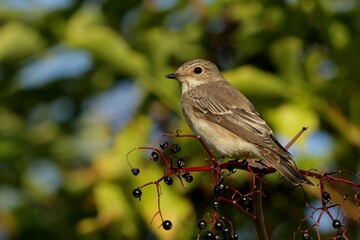 robin on a branch