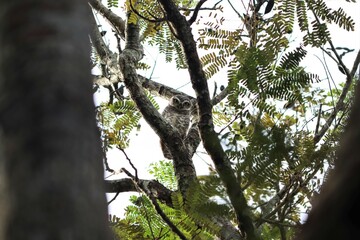 The little owl is sitting on a branch of a tree