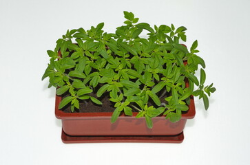 Naklejka premium Tomato seedlings in a plastic container