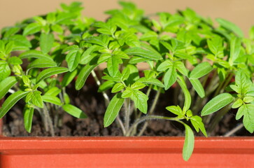 Tomato seedlings in a plastic container close-up