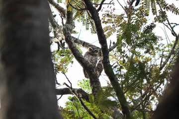 The little owl is sitting on a branch of a tree