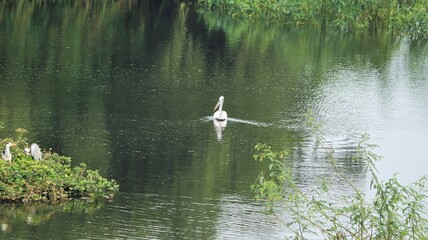 Pelican bird swimming in the water