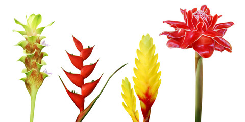 Set of Colorful Tropical Flowers Isolated on White Background wi