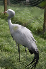 Fototapeta premium Crane bird, animal