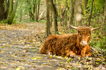 Highin Rotterdam, The Netherlandsland cow resting on a footpath covered with fallen leaves through woodland on Brienenoord island in Rotterdam, The Netherlands