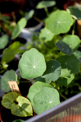 Young seedlings in upcycled pots made from plastic waste in DIY greenhouse.