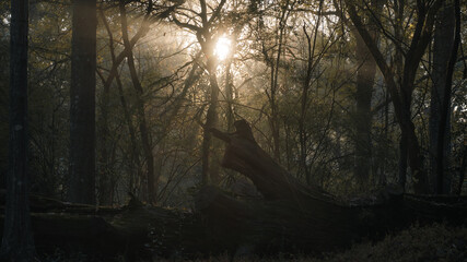 Fototapeta premium morning in the woods