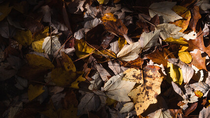 fallen autumn leaves
