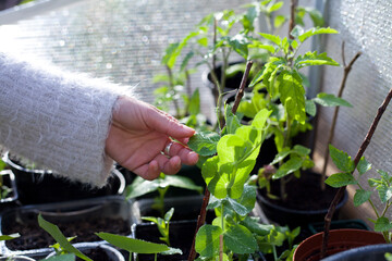 Woman gardener checking the vegetable plants in the garden.  Plant care of young seedlings, all growing in recycled pots in DIY homemade greenhouse.
