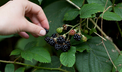 Foraging for wild food -  summer bramble bushes full of fruit. Woman hand picking the berries.