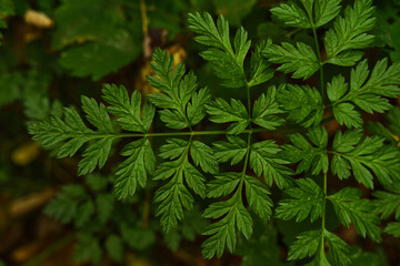 Natural background with beautiful juicy green leaves.