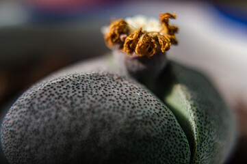 plantas